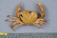 藏品(光手酋婦蟹)的圖片